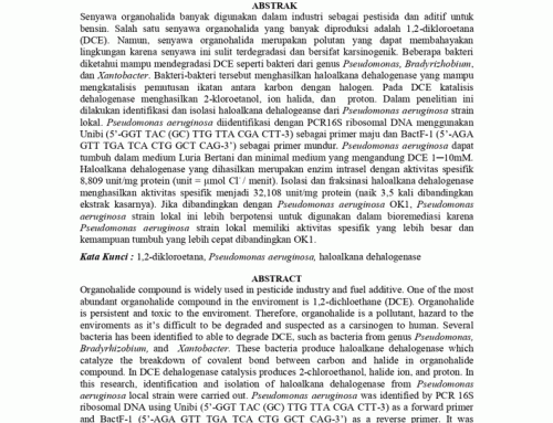 Identifikasi dan Isolasi Haloalkana Dehalogenase dari Pseudomonas Aeruginosa Strain Lokal
