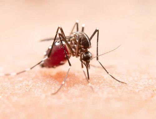 What is Wolbachia Mosquito Technology Innovation?